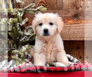 Golden Retriever Puppy for sale in DRY RUN, PA, USA
