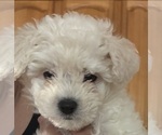 Small #2 Maltipoo (Miniature)