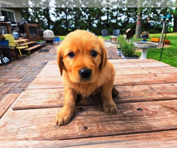 Medium Photo #4 Golden Retriever Puppy For Sale in LEON, KS, USA
