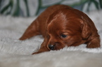 Small Photo #4 Cavapoo Puppy For Sale in PHOENIX, AZ, USA
