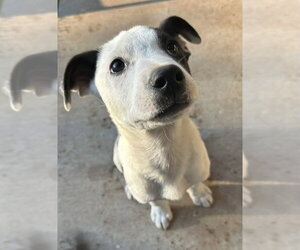 Asher - Male Australian Shepherd-Unknown Mix Dog for Adoption - Photo #18