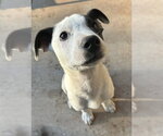 Small #17 Australian Shepherd Mix