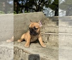 Small #8 French Bulldog