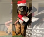 Small Photo #17 Doberman Pinscher Puppy For Sale in CORONA, CA, USA