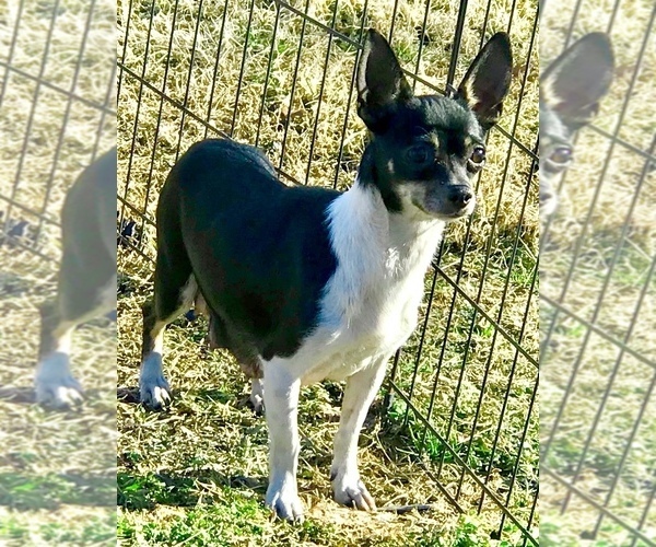 Medium Photo #1 Chihuahua Puppy For Sale in SAN ANTONIO, TX, USA