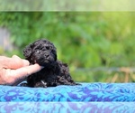 Small #9 Poodle (Toy)