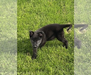 German Shepherd Dog Puppy for sale in DELPHOS, OH, USA