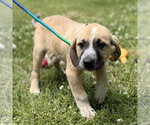 Small Labrador Retriever