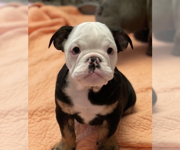 Medium Photo #1 Bulldog Puppy For Sale in FRESNO, CA, USA