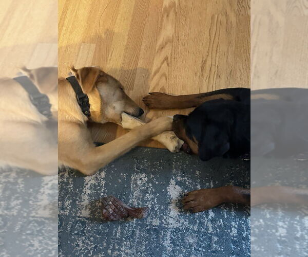 Medium Photo #3 Carolina Dog-Labrador Retriever Mix Puppy For Sale in Aurora, IN, USA