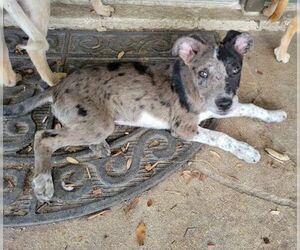 Catahoula Leopard Dog-Unknown Mix Dogs for adoption in Brewster, NY, USA