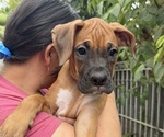 Small #2 Boxer