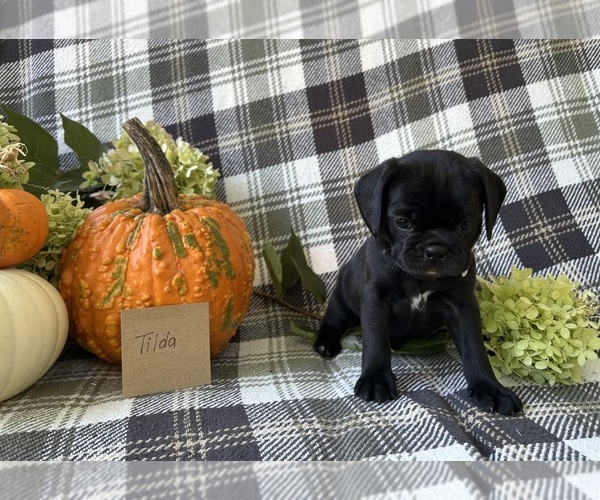 Medium Photo #5 Puggle Puppy For Sale in ELKTON, VA, USA
