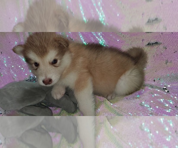 Medium Photo #28 Alaskan Malamute Puppy For Sale in ERIAL, NJ, USA