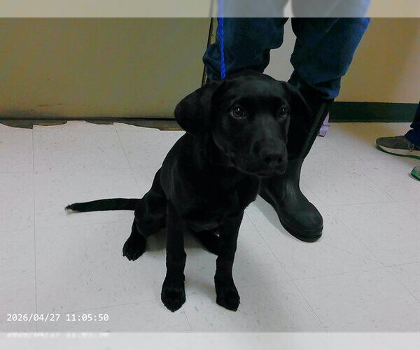 Medium Photo #1 Labrador Retriever-Unknown Mix Puppy For Sale in Oroville, CA, USA