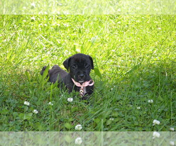 Medium Photo #4 Cane Corso Puppy For Sale in BROOK COVE, NC, USA