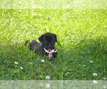Small Photo #4 Cane Corso Puppy For Sale in BROOK COVE, NC, USA