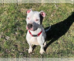 American Pit Bull Terrier-Unknown Mix Dogs for adoption in Germantown, OH, USA