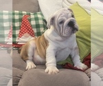 Small Photo #11 English Bulldog Puppy For Sale in TEMPE, AZ, USA