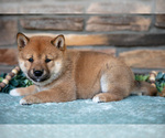Small #1 Shiba Inu