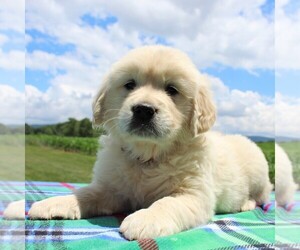 English Cream Golden Retriever Puppy for sale in WAYNESBORO, PA, USA