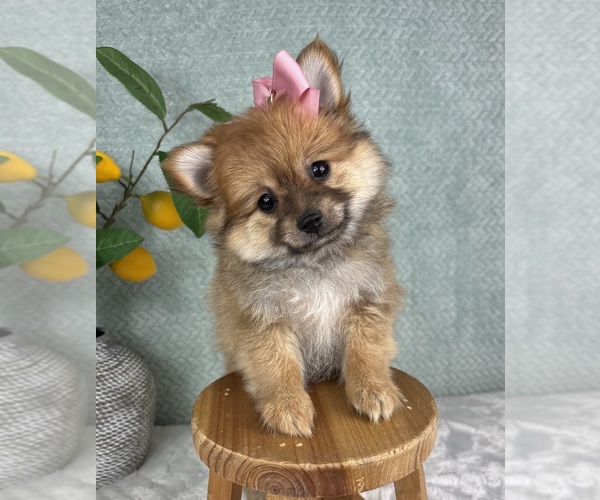 Medium Photo #1 Pomeranian Puppy For Sale in FRANKLIN, IN, USA
