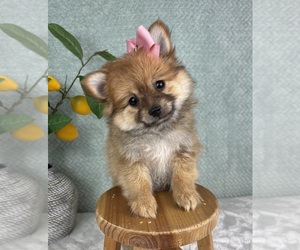 Pomeranian Puppy for sale in FRANKLIN, IN, USA