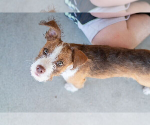 Medium Photo #2 Mutt Puppy For Sale in Mundelein, IL, USA