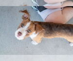 Small #1 Mutt