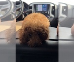 Small Photo #1 Poodle (Toy) Puppy For Sale in HOLIDAY, FL, USA