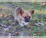 Small #3 Pembroke Welsh Corgi