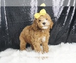 Puppy Doodlebug AKC Poodle (Toy)