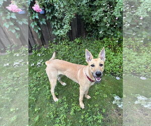 Carolina Dog-Unknown Mix Dogs for adoption in Minneapolis, MN, USA