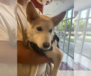 Siberian Husky Dogs for adoption in Plano, TX, USA