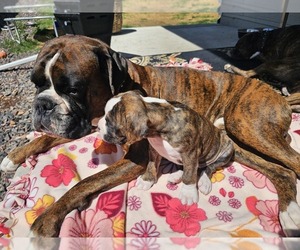 Father of the Boxer puppies born on 04/12/2026
