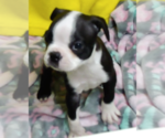 Puppy Riley Boston Terrier