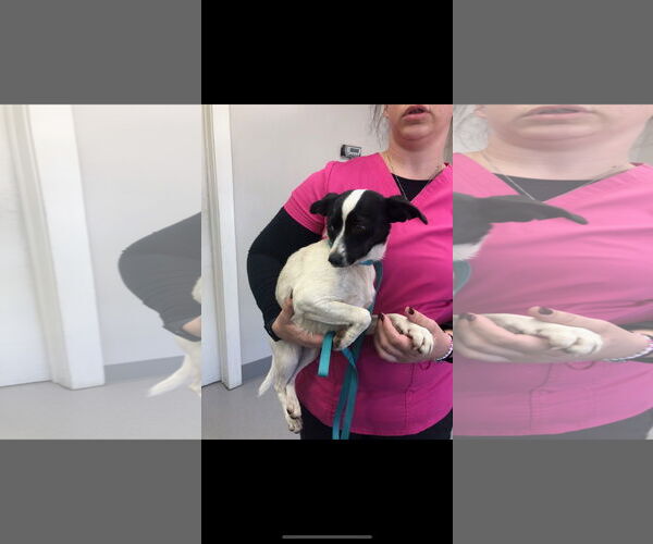 Medium Photo #3 Jack Russell Terrier-Unknown Mix Puppy For Sale in Buffalo, MN, USA