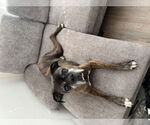 Small #1 Boxer