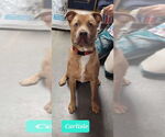 Small #1 American Pit Bull Terrier-Staffordshire Bull Terrier Mix