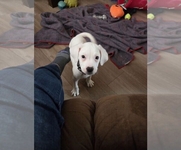 Medium Photo #11 Boxer-Unknown Mix Puppy For Sale in Brooklyn Center, MN, USA