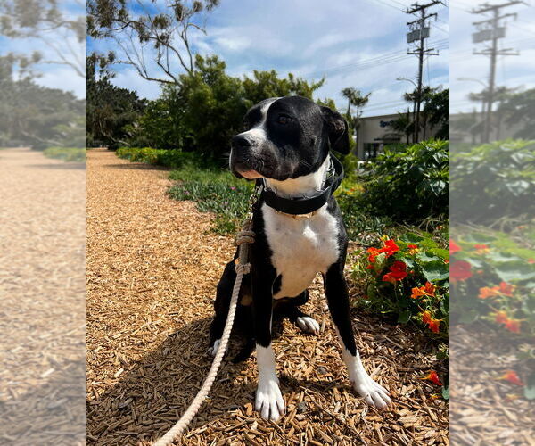 Medium Photo #16 American Pit Bull Terrier-Labrador Retriever Mix Puppy For Sale in Dana Point, CA, USA