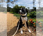 Small #15 American Pit Bull Terrier-Labrador Retriever Mix