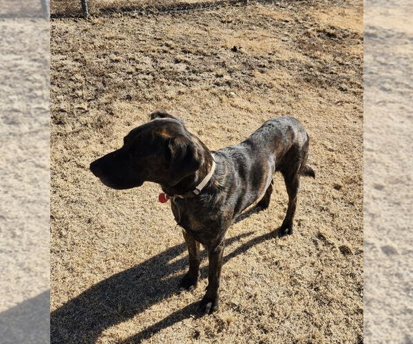 Medium Photo #4 Great Dane-Labrador Retriever Mix Puppy For Sale in Amarillo, TX, USA