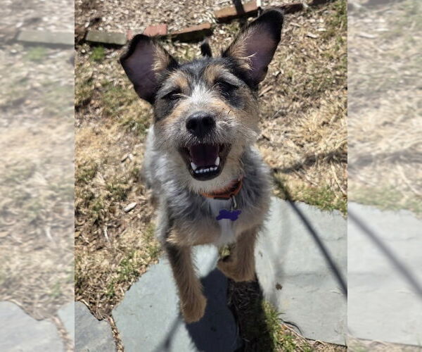 Medium Photo #12 Border Terrier-Unknown Mix Puppy For Sale in Oak Bluffs, MA, USA