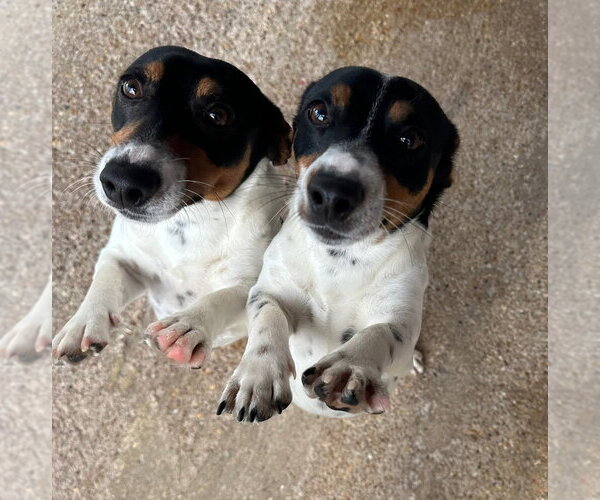 Medium Photo #2 Jack Russell Terrier Puppy For Sale in Oak Bluffs, MA, USA
