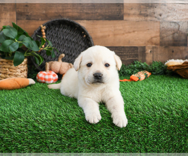 Medium Photo #4 Labrador Retriever Puppy For Sale in SYRACUSE, IN, USA