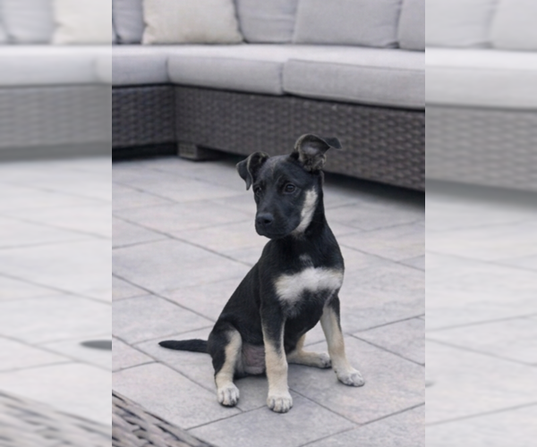 Medium Photo #2 Mutt Puppy For Sale in Genesee, WI, USA