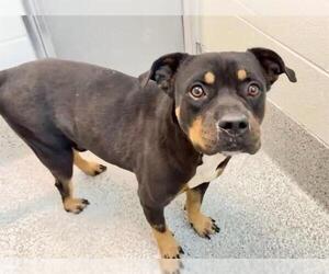 Rottweiler-Unknown Mix Dogs for adoption in Houston, TX, USA