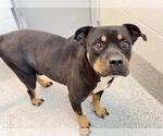 CHIEF - Male Rottweiler-Unknown Mix Dog for Adoption - Small photo