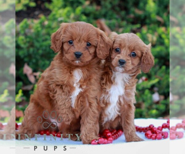 Medium Photo #3 Cavapoo Puppy For Sale in LITITZ, PA, USA